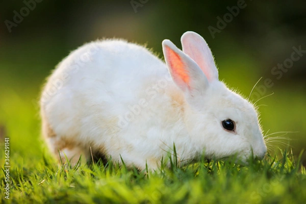 Obraz white rabbit on grass