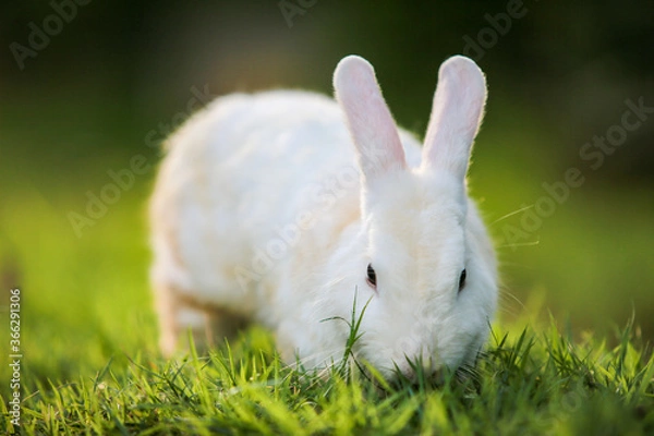 Obraz white rabbit in grass