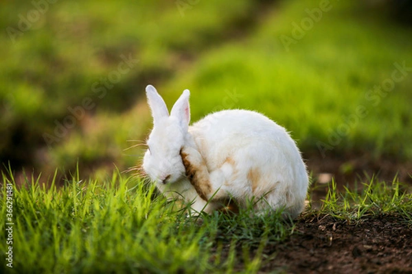 Obraz white rabbit in grass