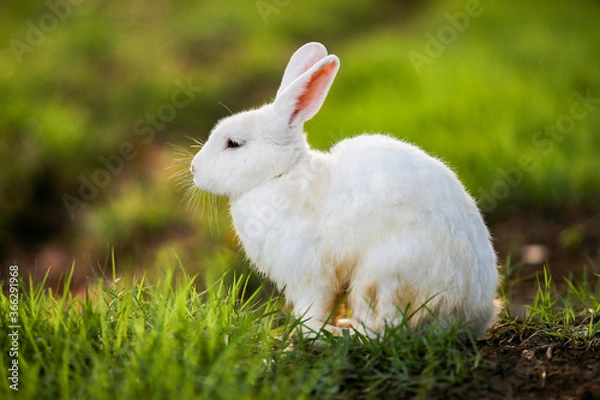 Obraz white rabbit on grass