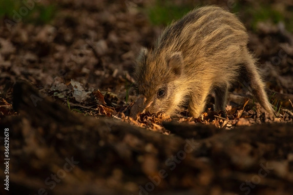 Obraz Wild boar (Sus scrofa) piglet on the veluwe. Wild boar looking for food