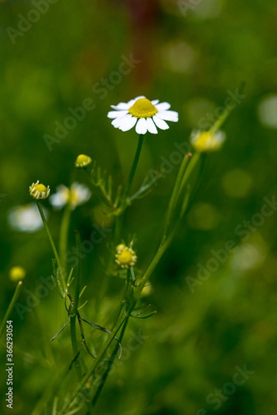 Obraz chamomile