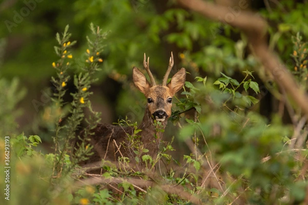 Obraz Male roe deer (Capreolus capreolus) watching curious. Roe buck in national park Veluwezoom in the netherlands