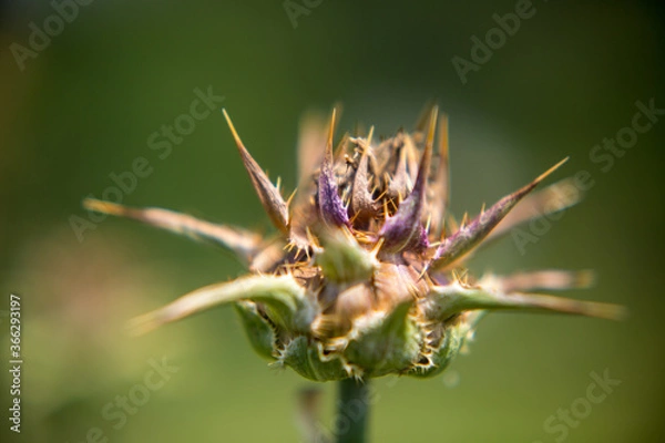 Obraz milk thistle