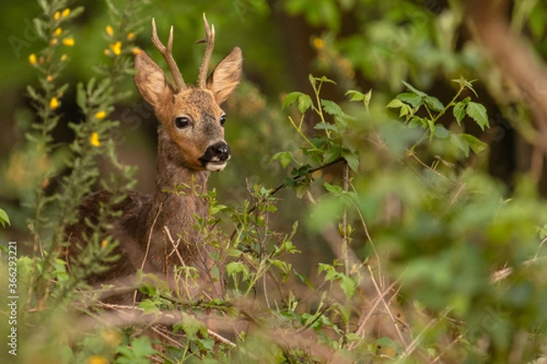 Obraz Roe deer (roebuck) watching curious with his ears up. Roe deer in national park Veluwezoom in the netherlands
