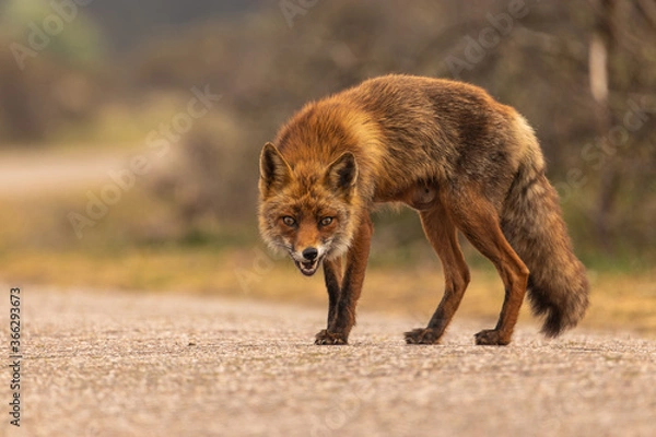 Obraz Angry red fox (vulpes vulpes) standing on the road.