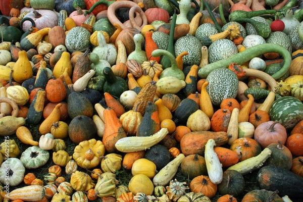 Obraz Assortiment de cucurbitacées