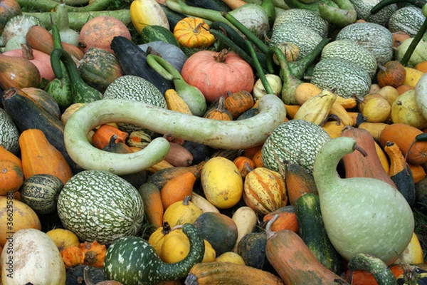 Obraz Courges d'Halloween