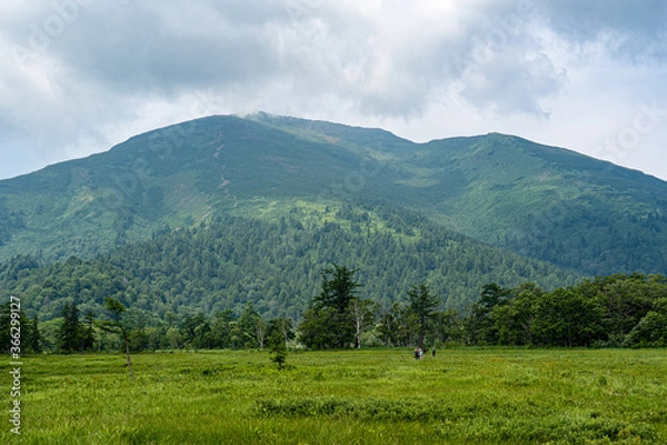 Fototapeta 初夏の尾瀬