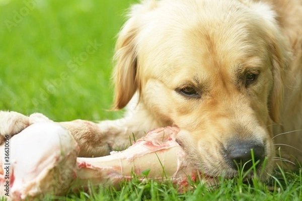 Obraz hund und knochen