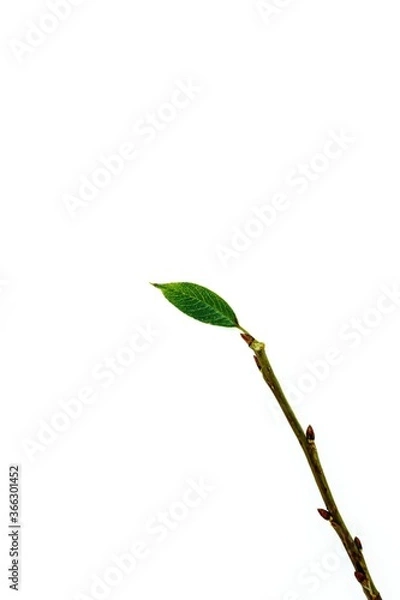 Fototapeta A small green leaf on a fragile brown branch on a white background.