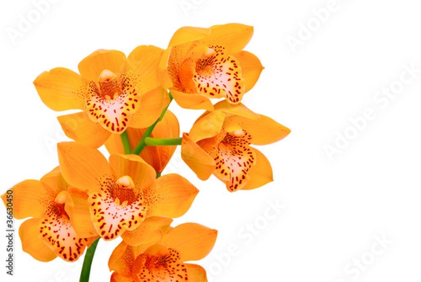 Fototapeta orchidea na białym tle