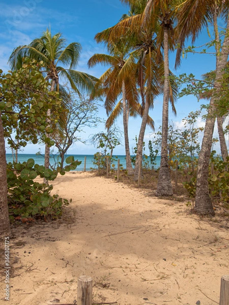 Obraz Plage de Sainte Anne Martinique