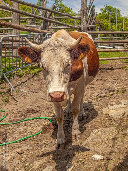 Obraz OLYMPUS DIGITAL CAMERA