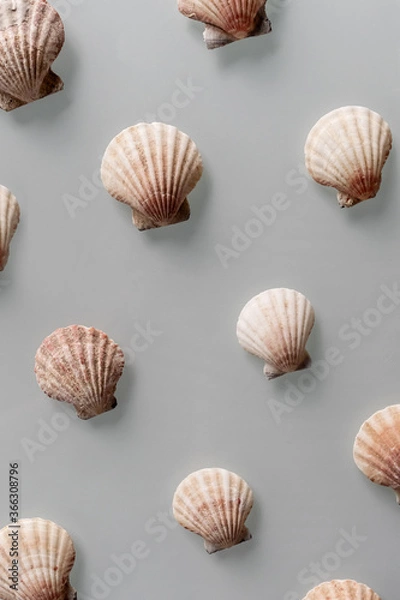 Fototapeta Pattern of Different seashells on pastel gray background. Top view, flat lay. Summer concept. Sea summer vacation background. Full frame composition