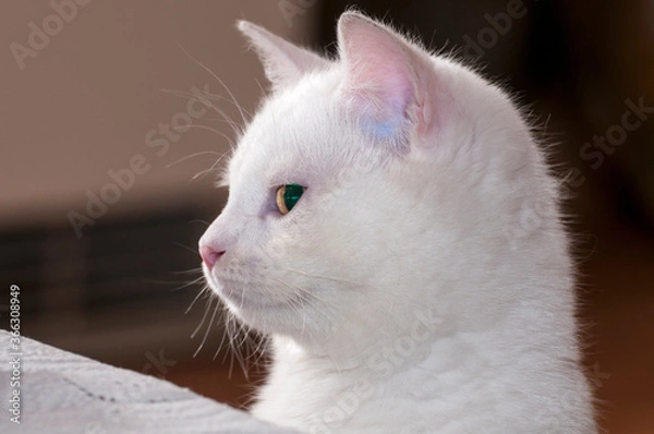 Fototapeta biały kot