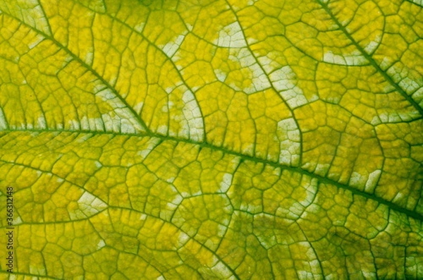 Fototapeta Close up on yellow Zuchinni leaf. Large yellow zucchini leaf texture