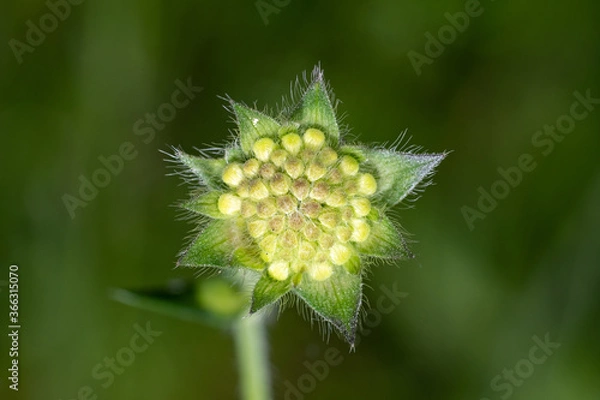 Obraz Flower after blooming
