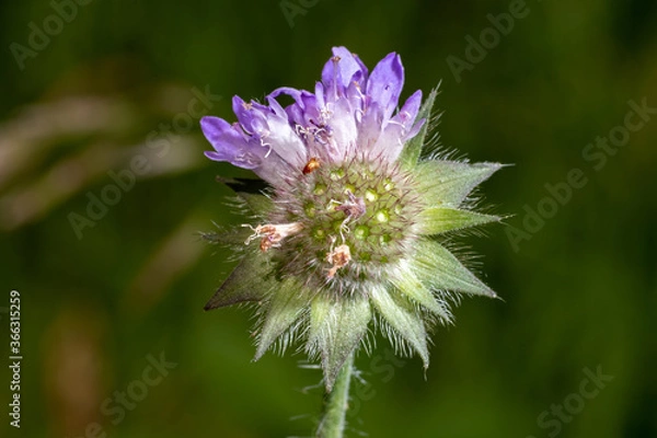 Obraz Flower in quarter bloom
