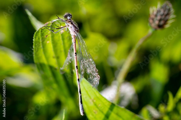 Obraz Dragonfly with damaged wings