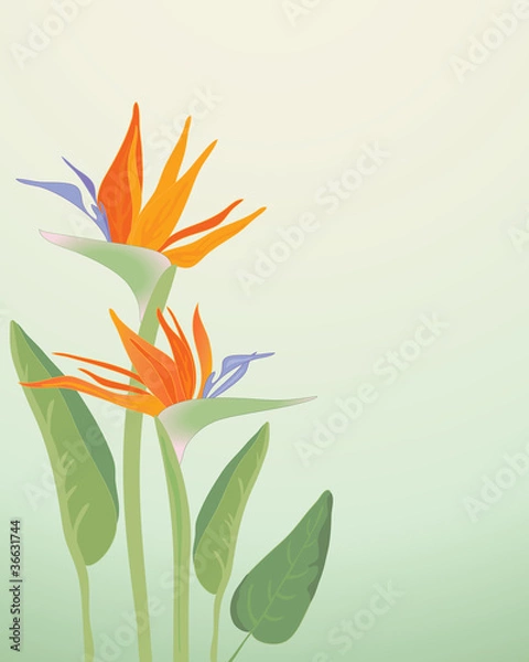 Obraz strelitzia regina