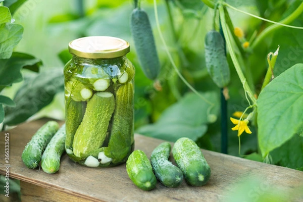 Fototapeta lightly salted cucumbers
Harvesting cucumbers for the winter in jars with dill and garlic. Fermented vegetables