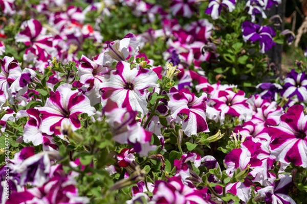 Obraz Flower. Nature.