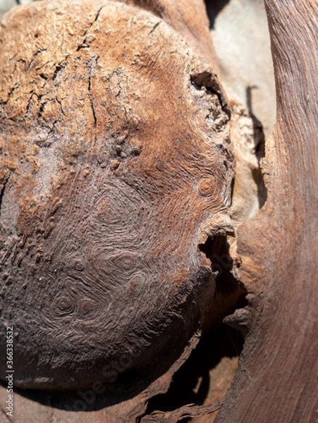 Obraz close up of a tree trunk