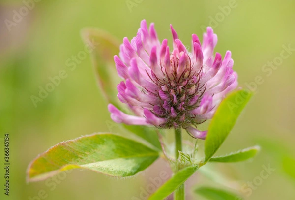 Fototapeta Trifolium pratense or Red Clover with Bokeh
