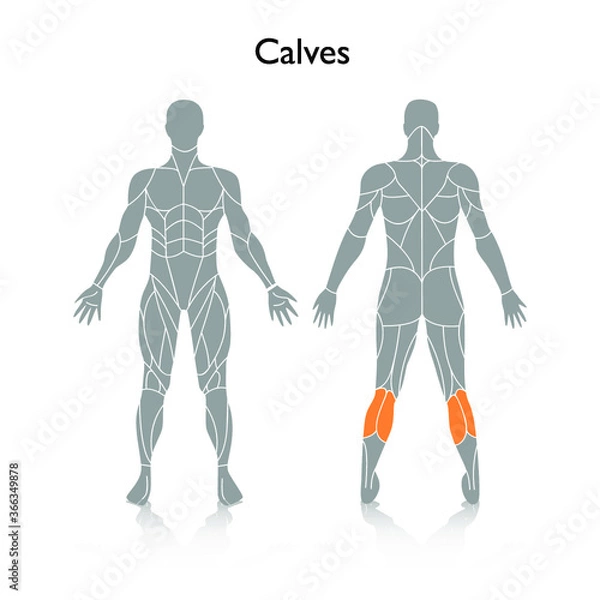 Obraz Man muscles in the body, vector