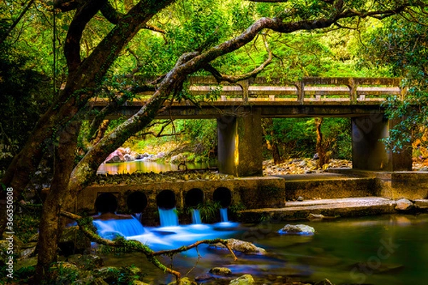 Fototapeta path in the forest