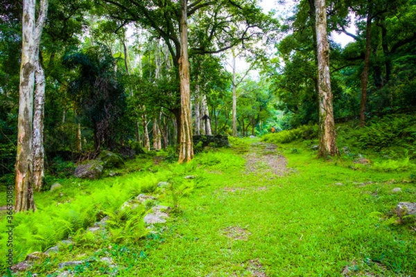 Fototapeta path in the forest