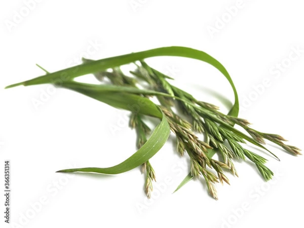 Obraz Couch grass (Elymus repens)