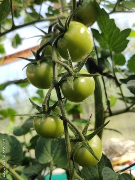 Fototapeta green apples on a tree