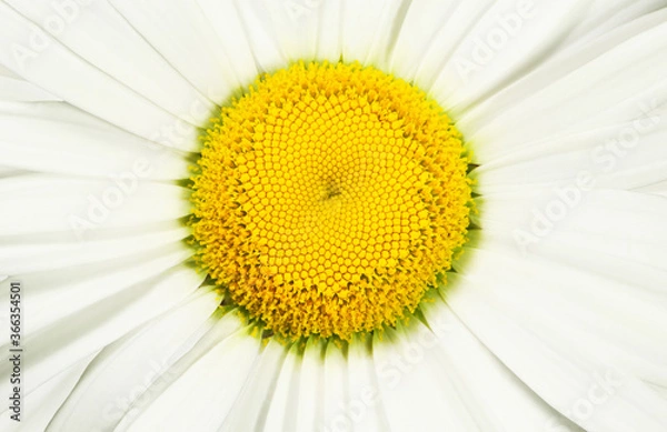 Obraz Chamomile flower