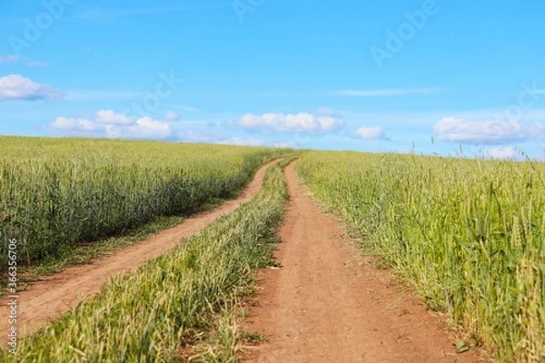 Obraz 
Field road through the rye field