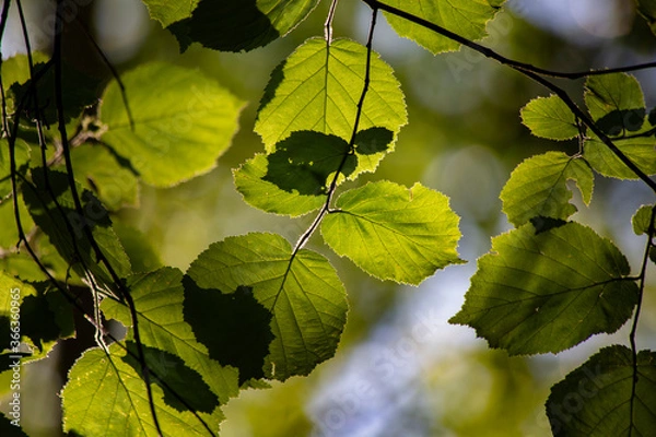 Obraz Leaves in the summer forest