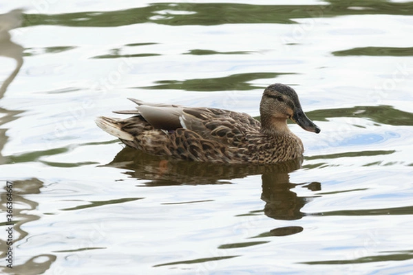Obraz duck on the water