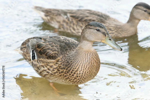 Obraz duck on the water