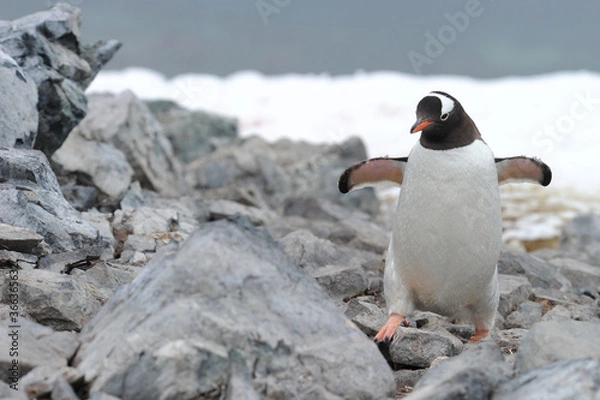 Fototapeta Gentoo Penguin (Pygoscelis papua) - the fastest underwater swimmers