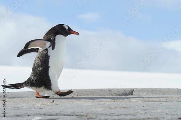 Fototapeta Gentoo Penguin (Pygoscelis papua) - the fastest underwater swimmers