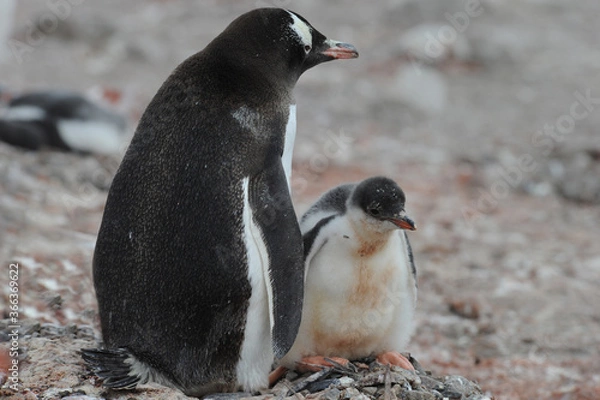 Fototapeta Gentoo Penguin Chicks (Pygoscelis papua) - the fastest underwater swimmers