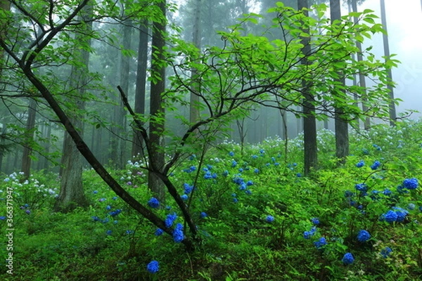 Fototapeta 森の紫陽花