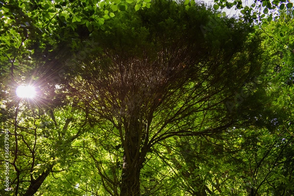 Obraz Sun Blasing Through the Green Trees