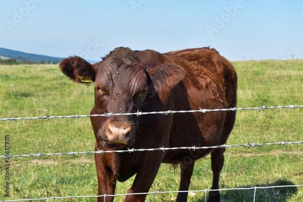 Obraz Cow in Grass Field 