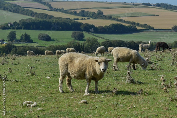Obraz Sheep in a Field 