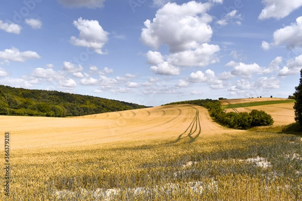 Obraz Tractor Tracks Through Countryside Yellow Cornfield 