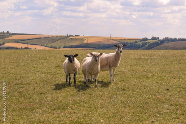 Obraz Three Sheep up on a Hill 