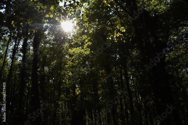 Obraz Sun Blasing Through the Green Trees
