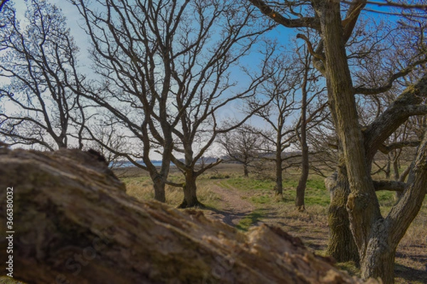 Obraz Trees Along the Water